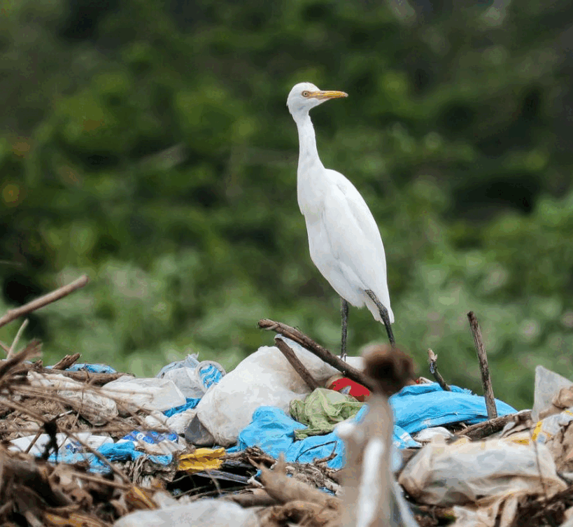 Modelo de detección de residuos distinguiendo basura de elementos naturales